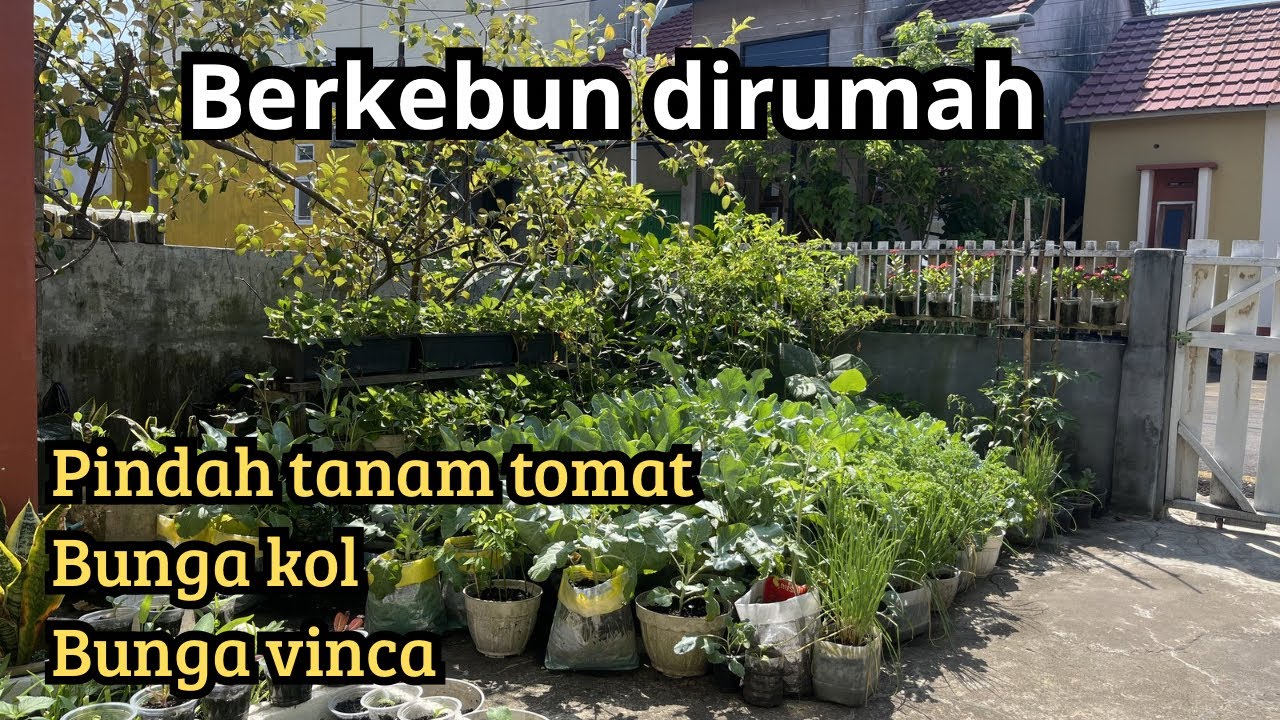 Pindah tanam bunga kol hasil dari stek tunas, tomat dan bunga vinca