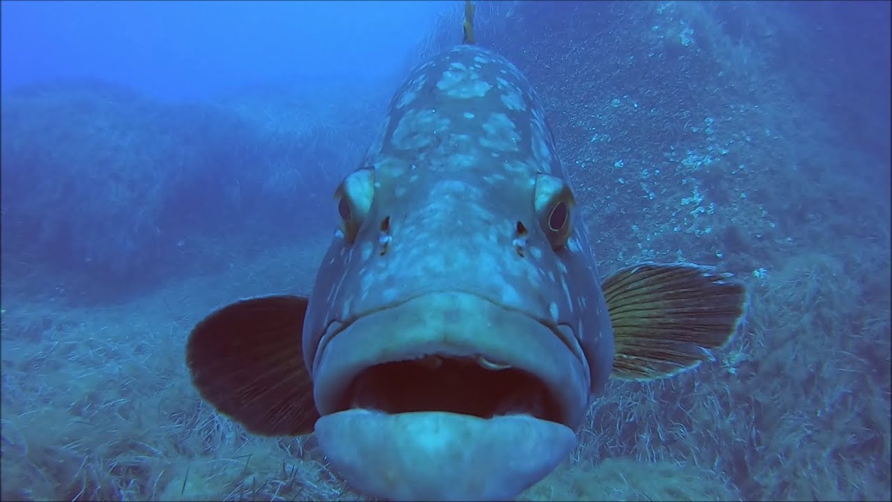 Diving Italy 2022 - Isola d' Elba - Diving in Elba