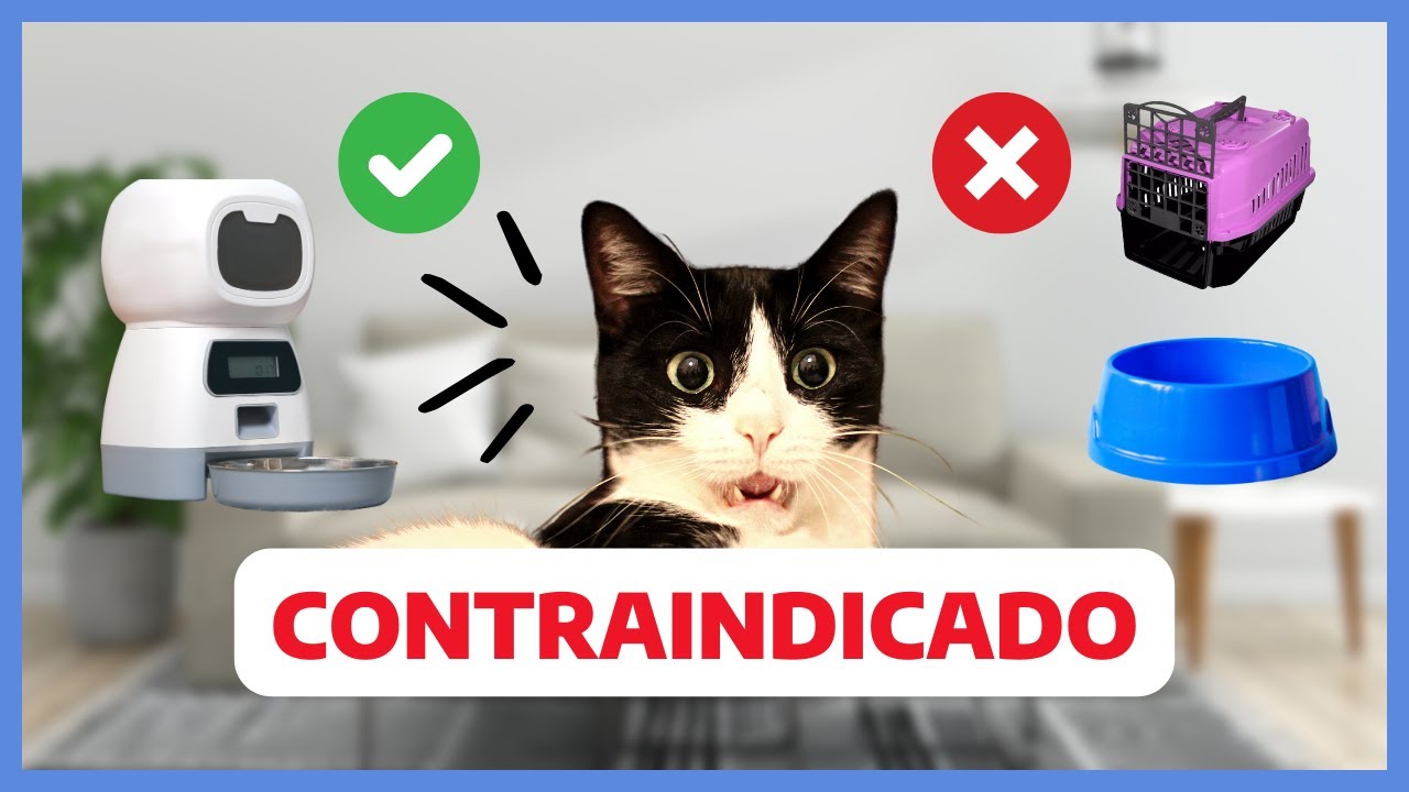 Os PIORES recursos para o seu gato | Itens CONTRAINDICADOS para a saúde comportamental do felino
