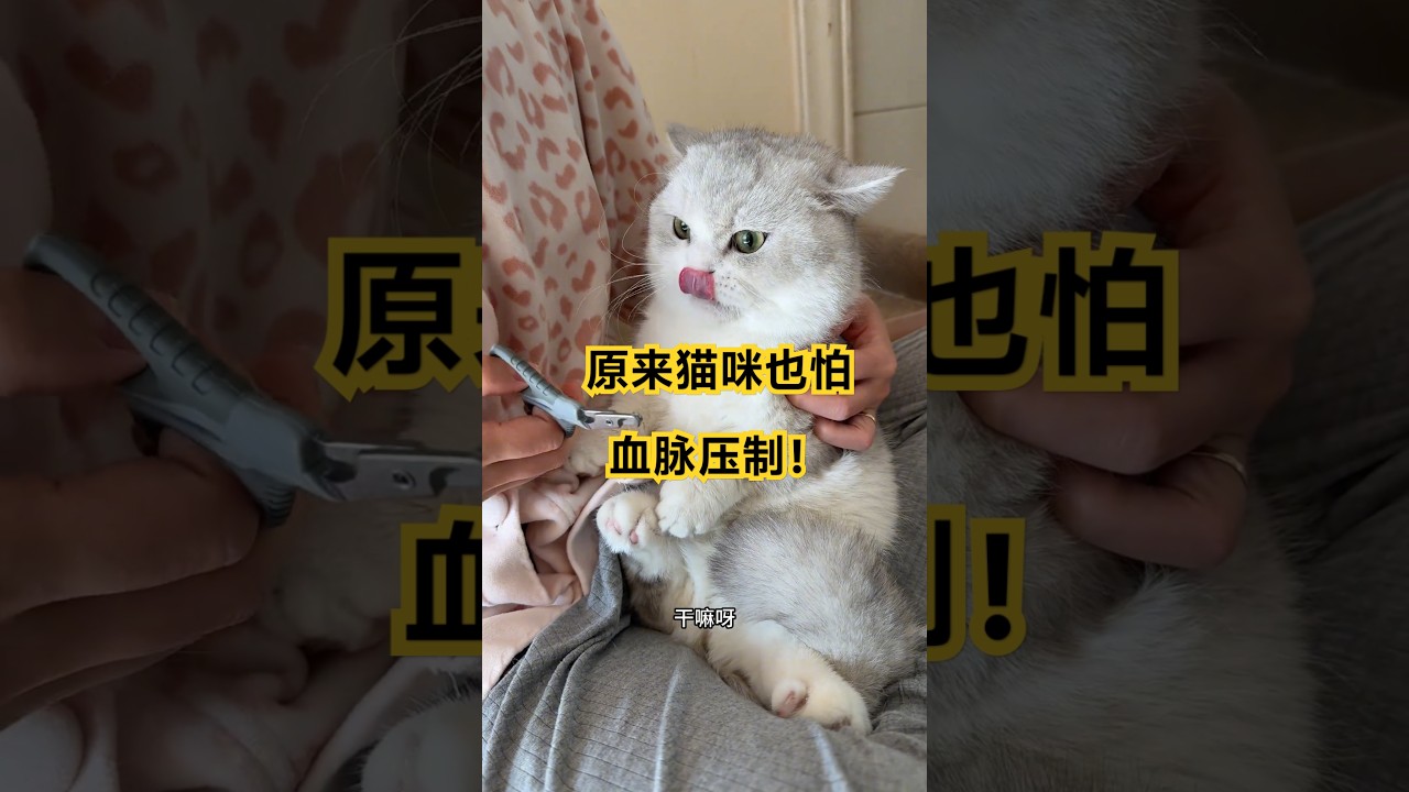 最后猫咪也怕血脉压制！剪指甲可真费劲呀&hellip;#cat #cutecat #funny #healing #shorts