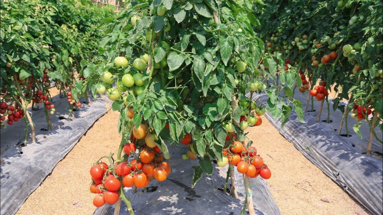 टमाटर की खेती | tamatar ki kheti | A to Z जानकारी | Step By Step Guide Tomato Farming