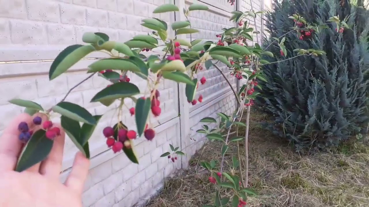 Amelanchier Lamarckii (Sleyt - Juneberry) from Spring to Fall