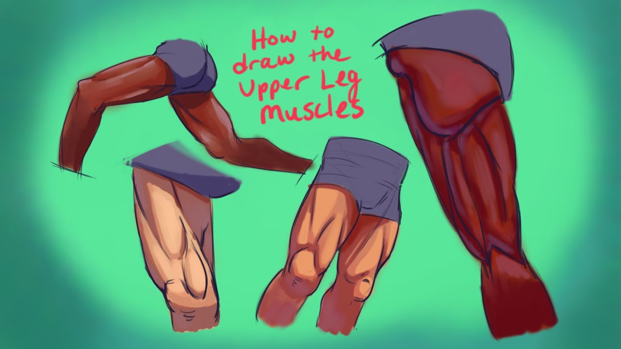 3 Muscle Groups You NEED to Know to Draw the Upper Leg