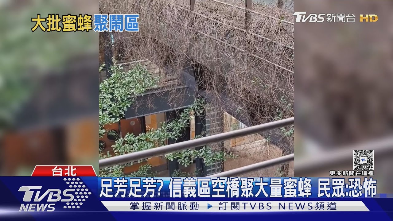 足芳足芳? 信義區空橋聚大量蜜蜂 民眾:恐怖｜TVBS新聞 @TVBSNEWS01