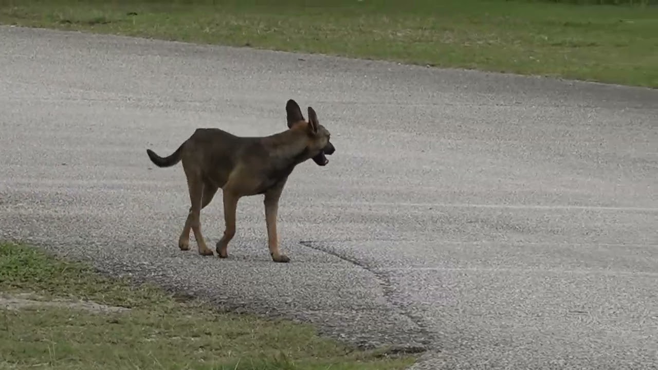 GovGuam, Andersen AFB enter landmark agreement for stray animal management