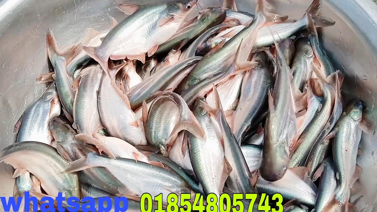 থাই পাংকাস মাছ || পাঙ্গাস মাছের পোনার দাম || থাই পাঙ্গাস চেনার উপায় কী পুকুরে চাষ করা পদ্ধতি