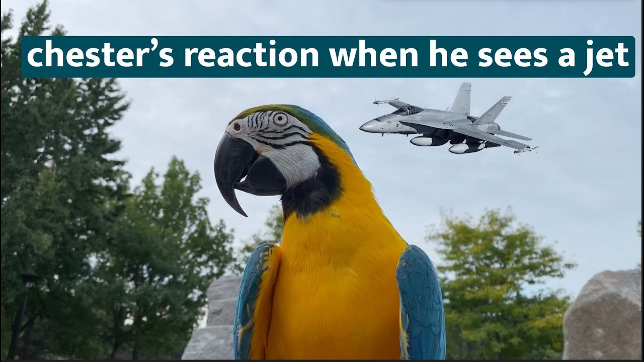 Chester's reaction to a jet