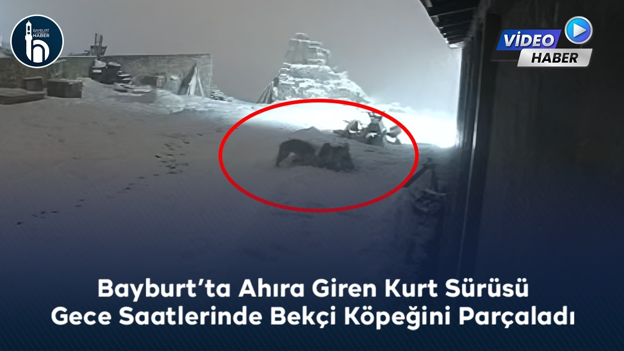 Bayburt’ta Kurtlar Ahıra Girdi, Bekçi Köpeği Telef Oldu!