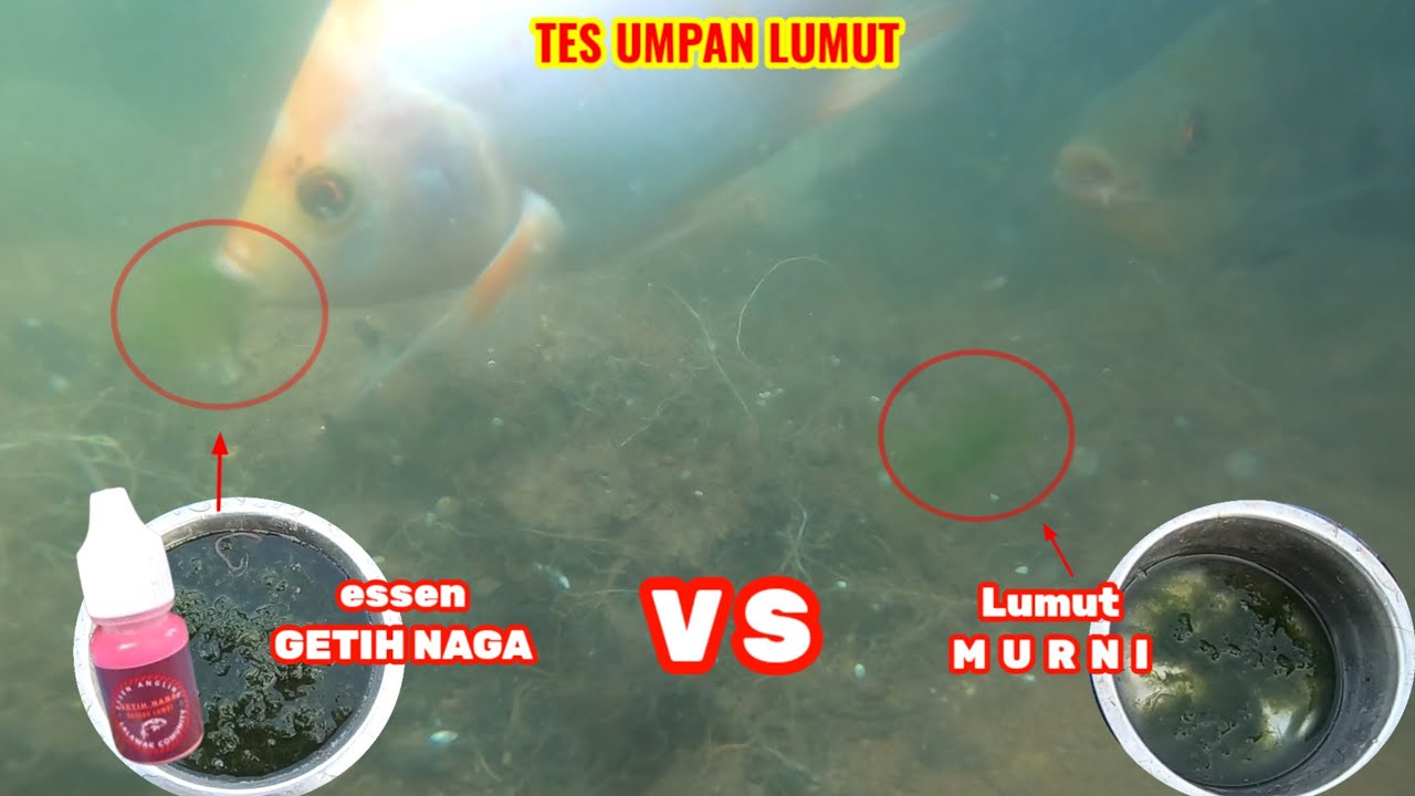TES ESSEN ANGLING GETIH NAGA KHUSUS LUMUT