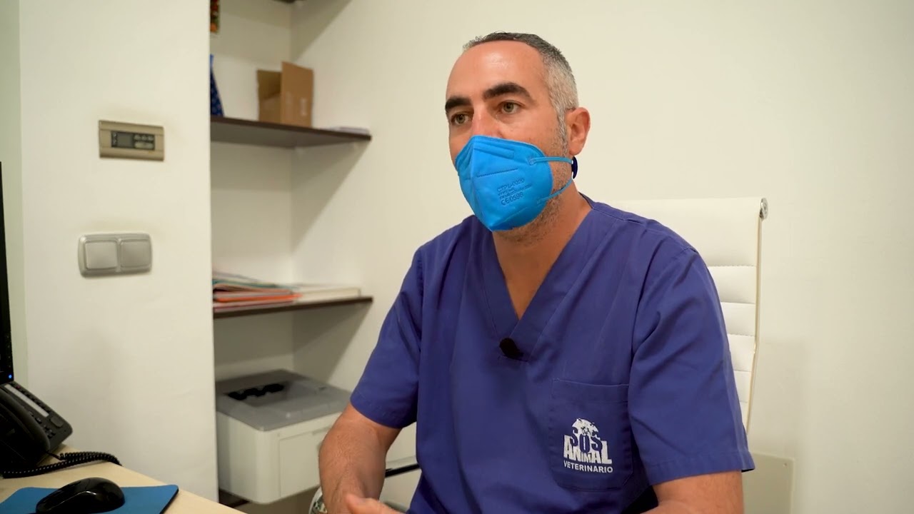 Veterinario especialista en traumatología en el Hospital Veterinario SOS Animal | Parte 2