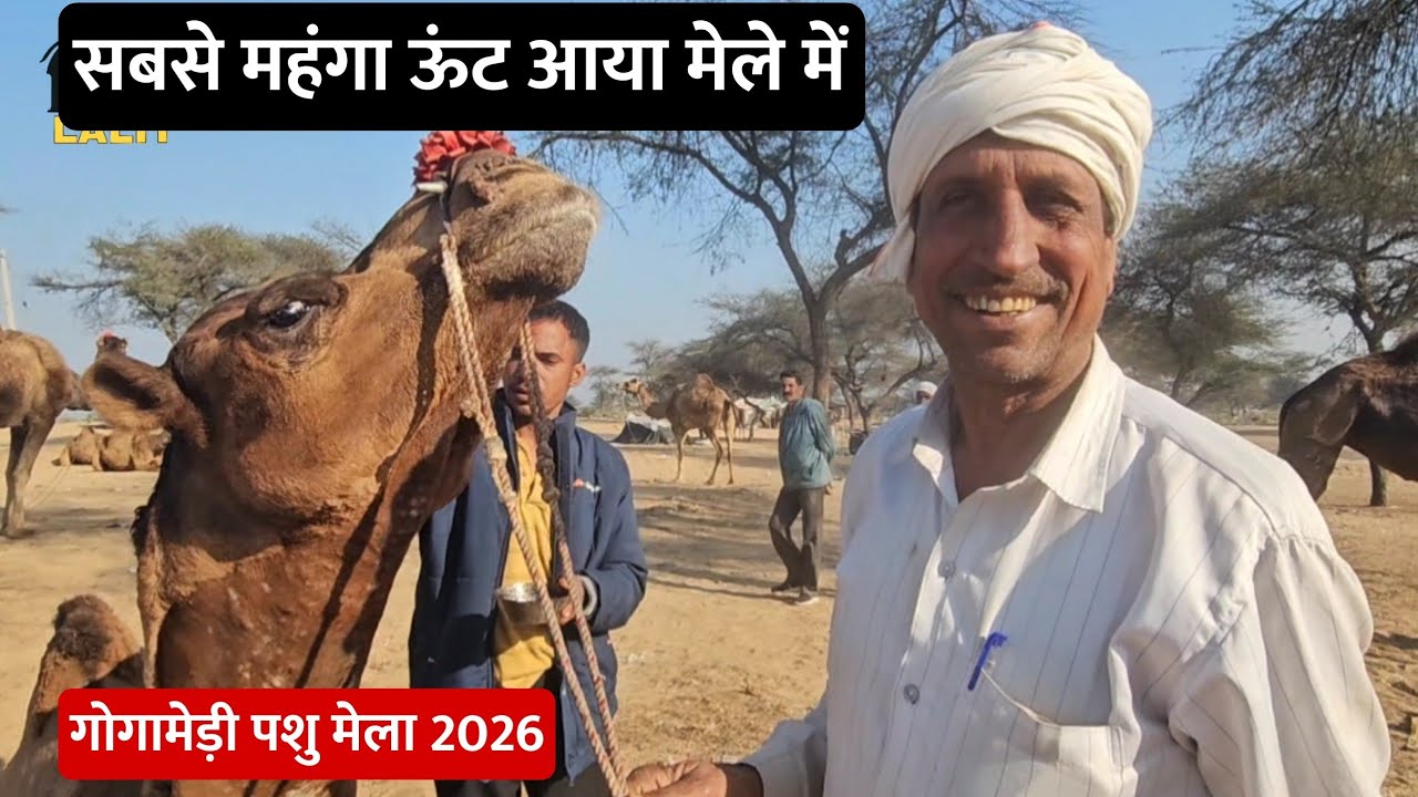 गोगामेड़ी पशु मेले में आया सबसे महंगा ऊंट