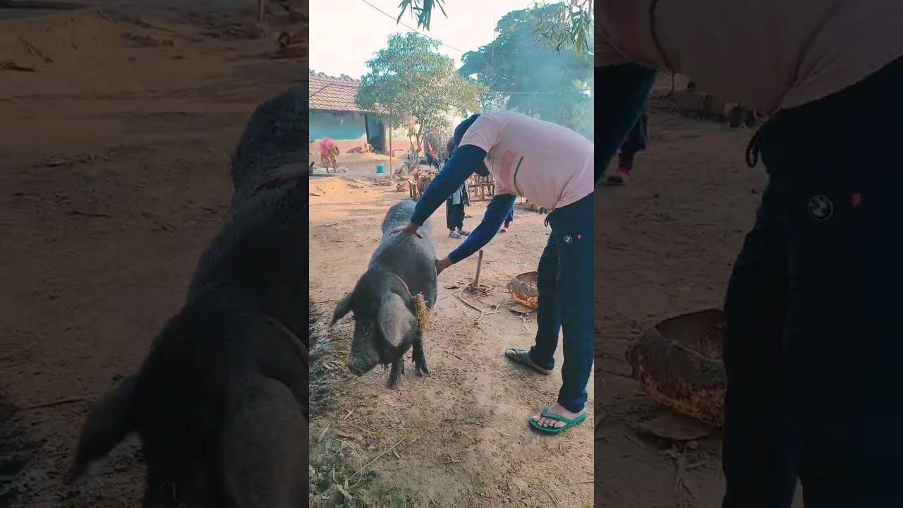 village natural Life 
