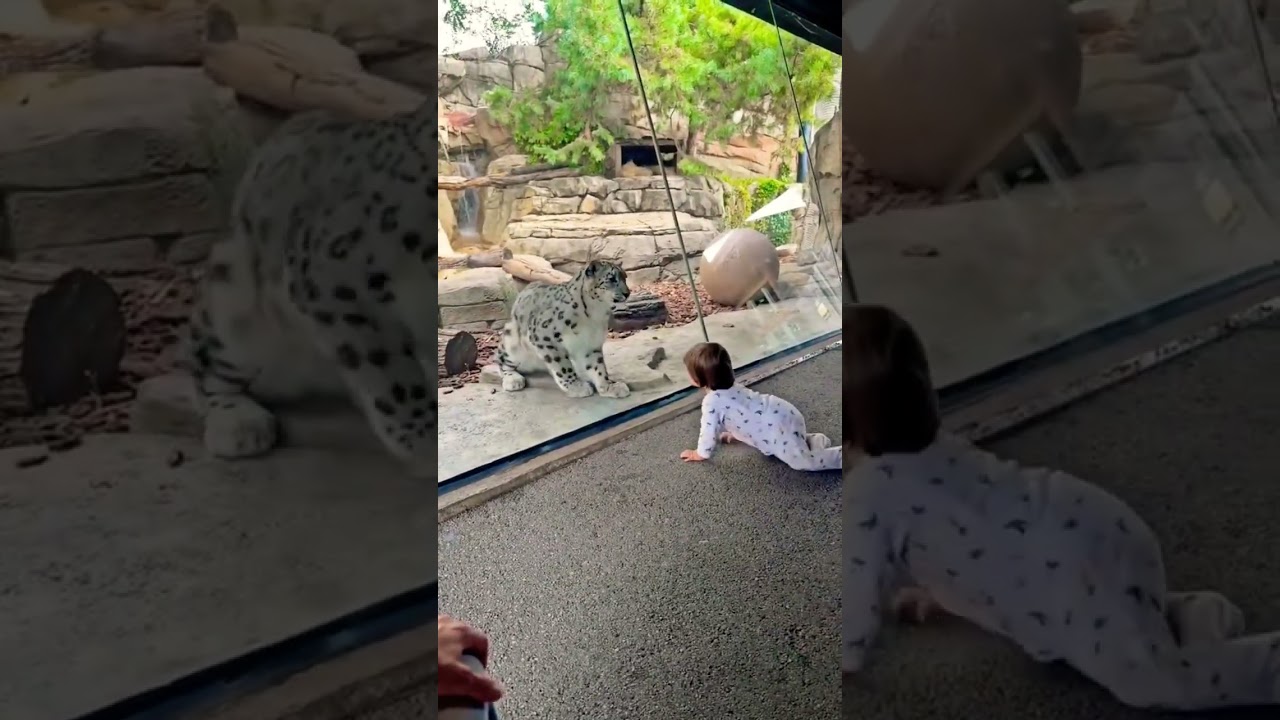 Snow Leopard&rsquo;s Eyes on My Baby 👶🐆Hungry Eyes Through the Glass 🐆👀👶 #milwaukeecountyzoo #snowleopard