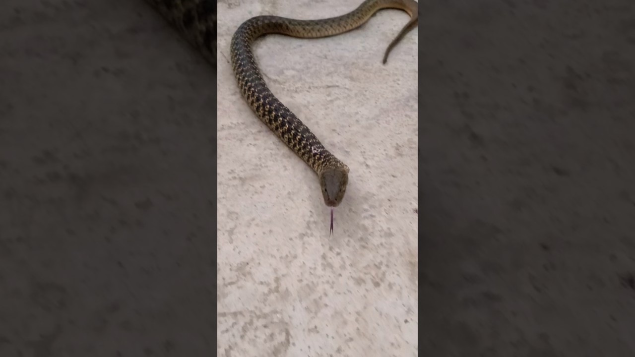 फैन कैसे बनता है जय सनके🐍# furtila# spectacle# cobra# Knuckle