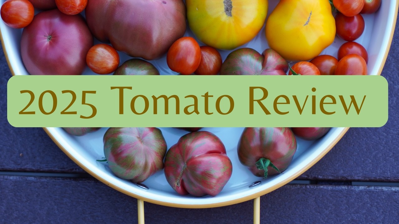 Tomato Review 2025: My Favorite Tomatoes Revealed!