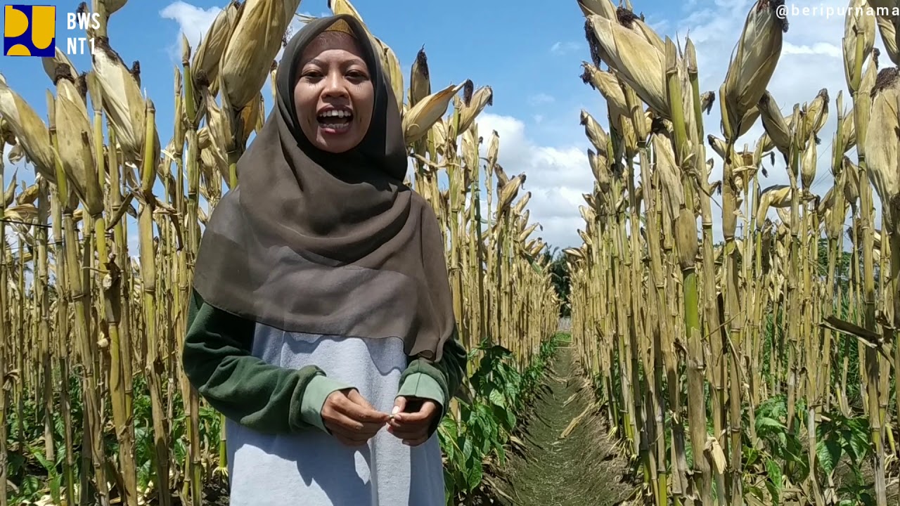 Meningkatkan produksi jagung dengan sistem jajar legowo.