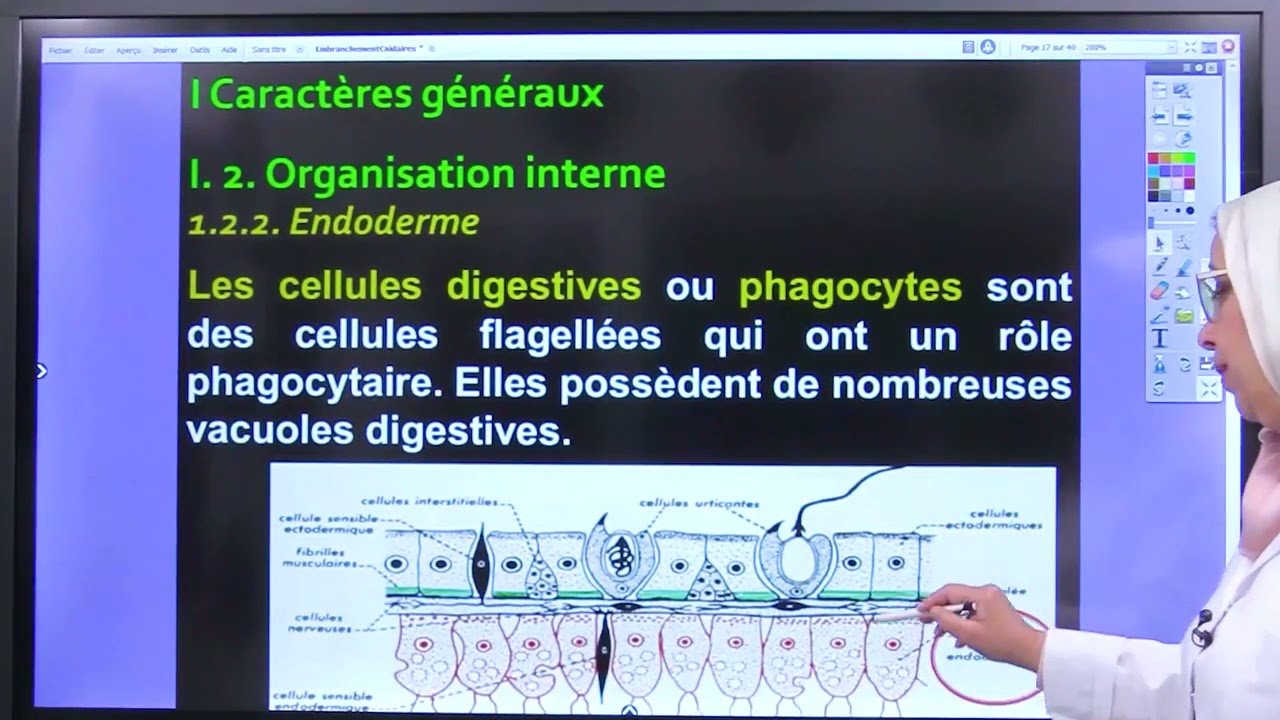 4.Biologie des Org Animaux Embranchement des Cnidaires