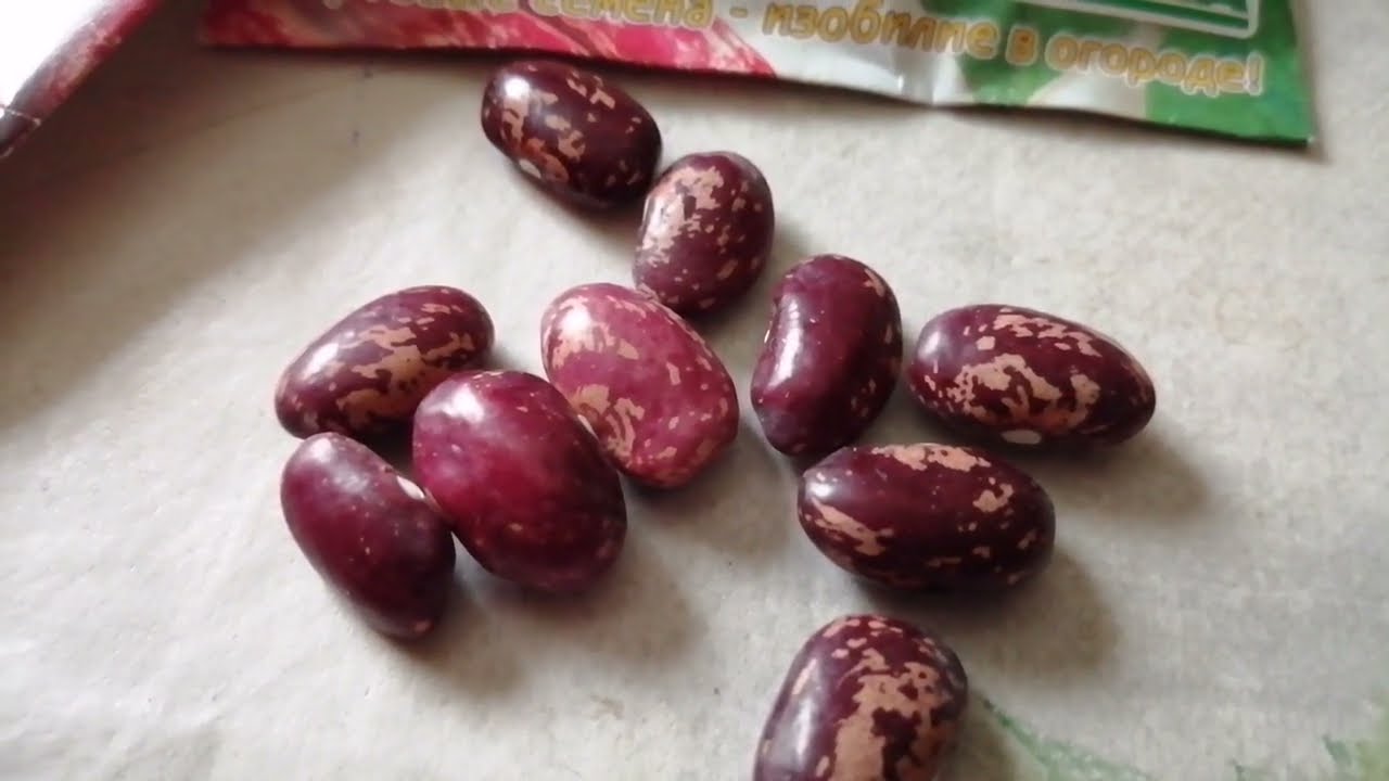Фасоль с ореховым вкусом❗ Фасоль Борлотто❗Borlotto beans.