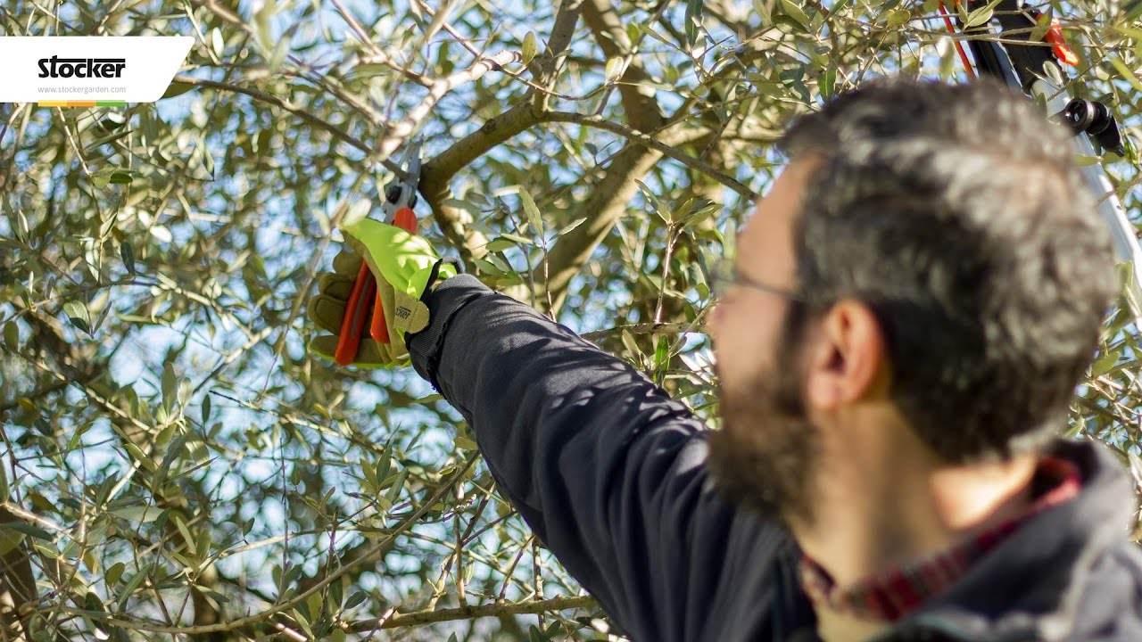 COME POTARE L'OLIVO – guida con consigli per la potatura