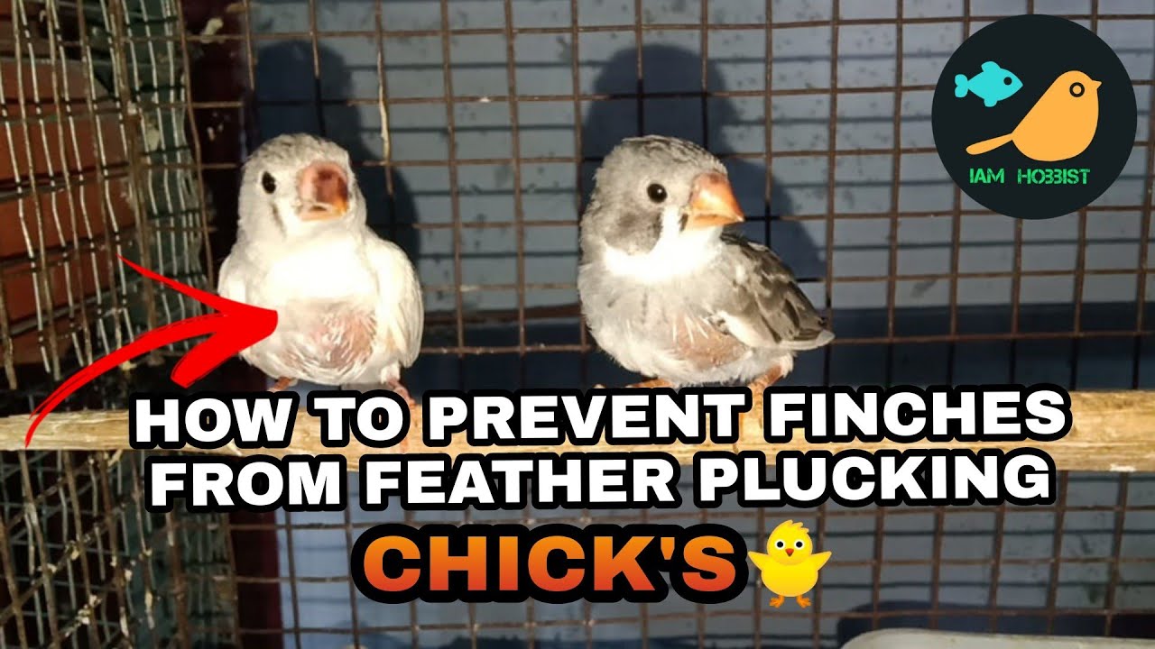 How to Prevent finches from feather plucking/tamil/iamhobbist