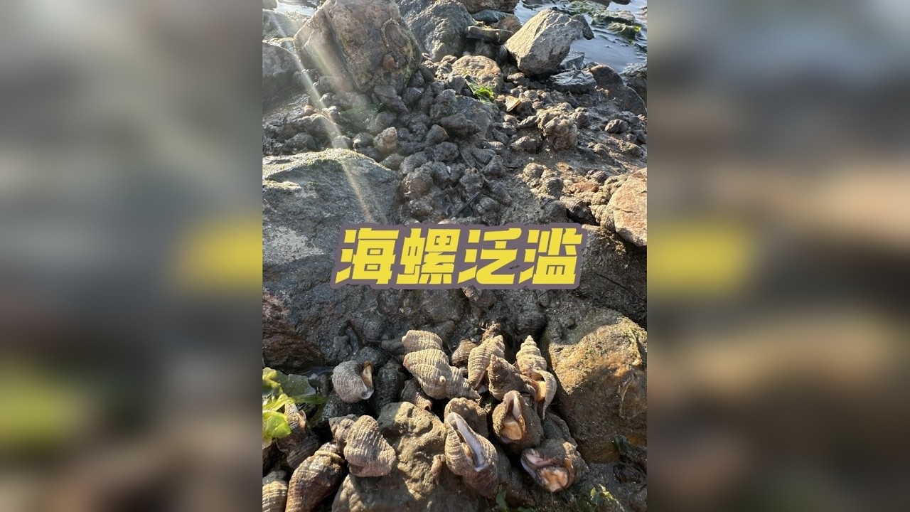 海边的海螺成群结队，看我和老弟分分钟海螺爆框！
