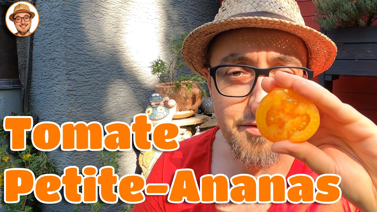 Tomate Petite-Ananas 🍅 Kleine Ananas Tomate selbst anbauen Tomatenpflanzen im Garten