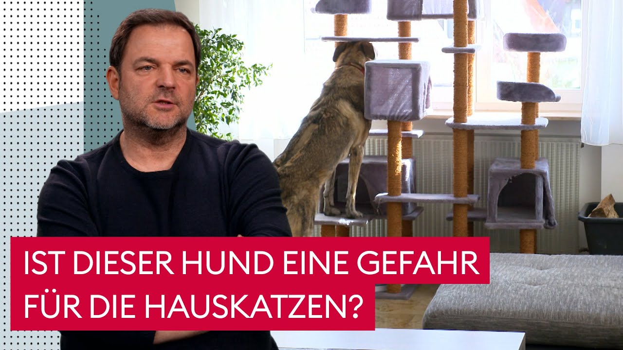 Hund jagt Katzen. Was tun? | Der Hundeprofi