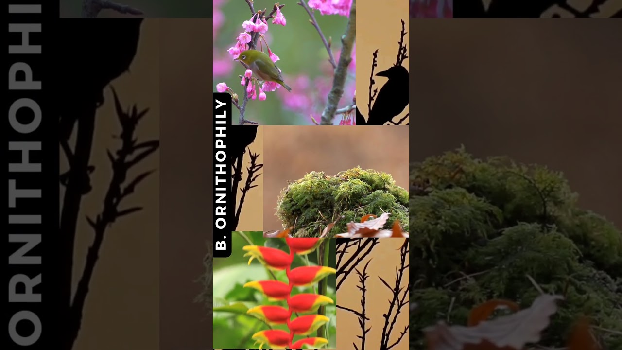 Pollinating Agents & Flower Adaptations | Botany