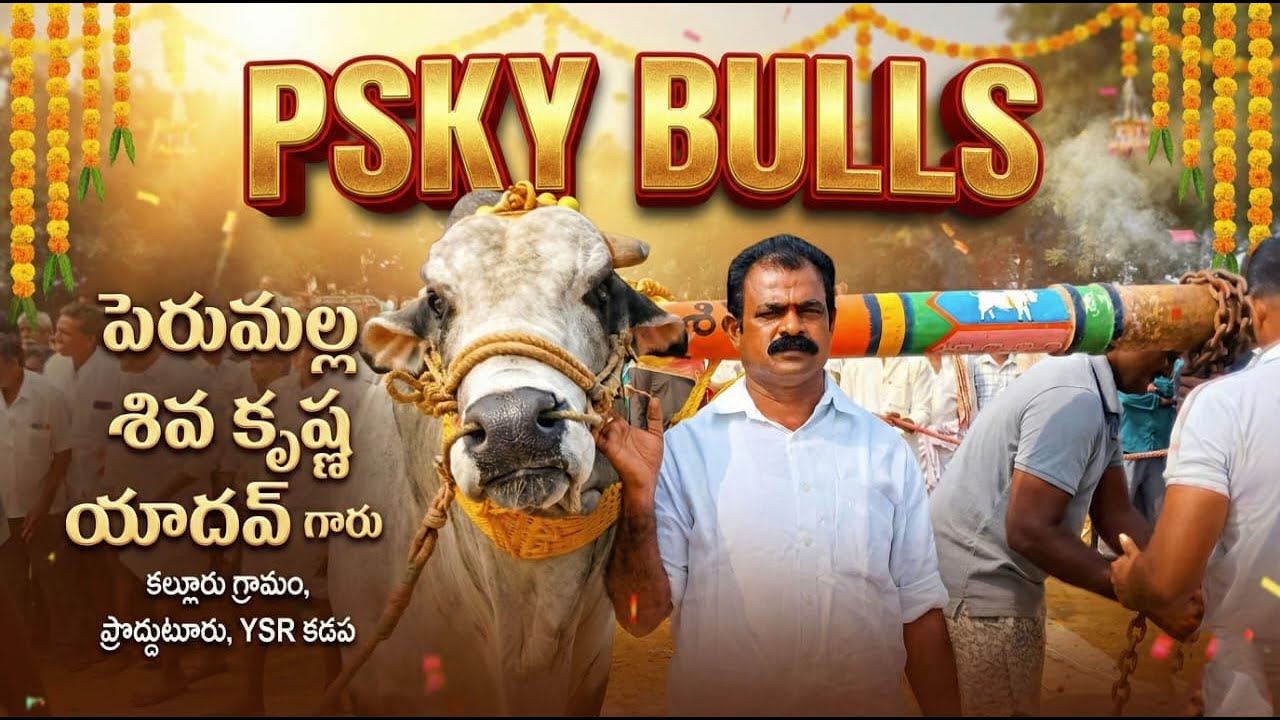 🚩 చిలకలూరిపేట సీనియర్స్ విభాగం 6 జత psky bulls పెరుమాళ్ళ శివకృష్ణ యాదవ్ గారు
