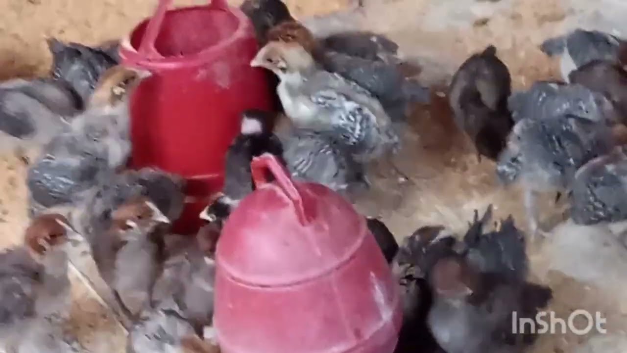 মুরগি গুলার পরিচরযা করতে হয় প্রতিদিন