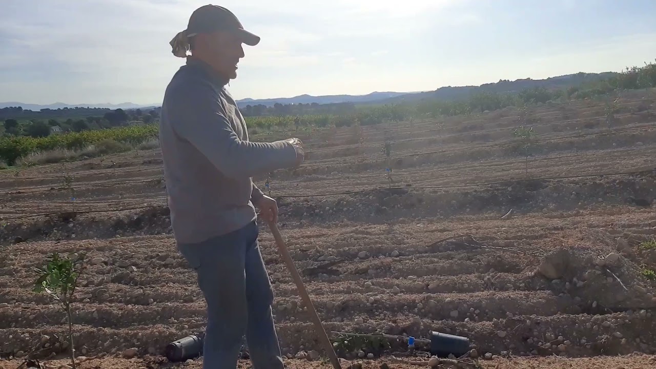 Cómo plantar naranjos. El método más rápido. Pedralba