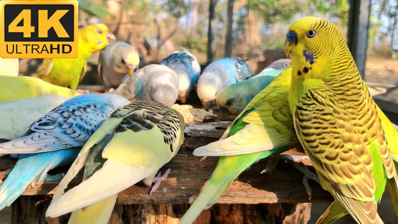 parakeet budgies sounds. Some of the them wondered why strange bird had joined.