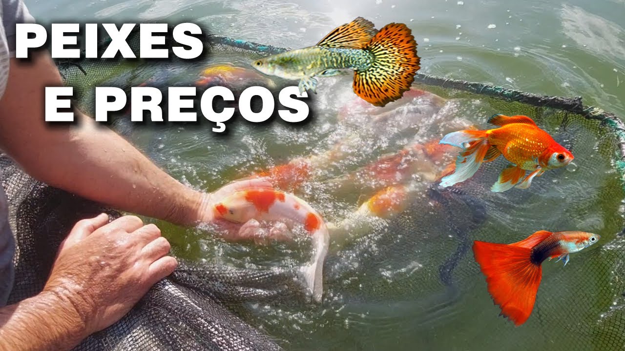 PEIXES E PREÇOS DO NOSSO SISTEMA DE CRIAÇÃO canal saalada