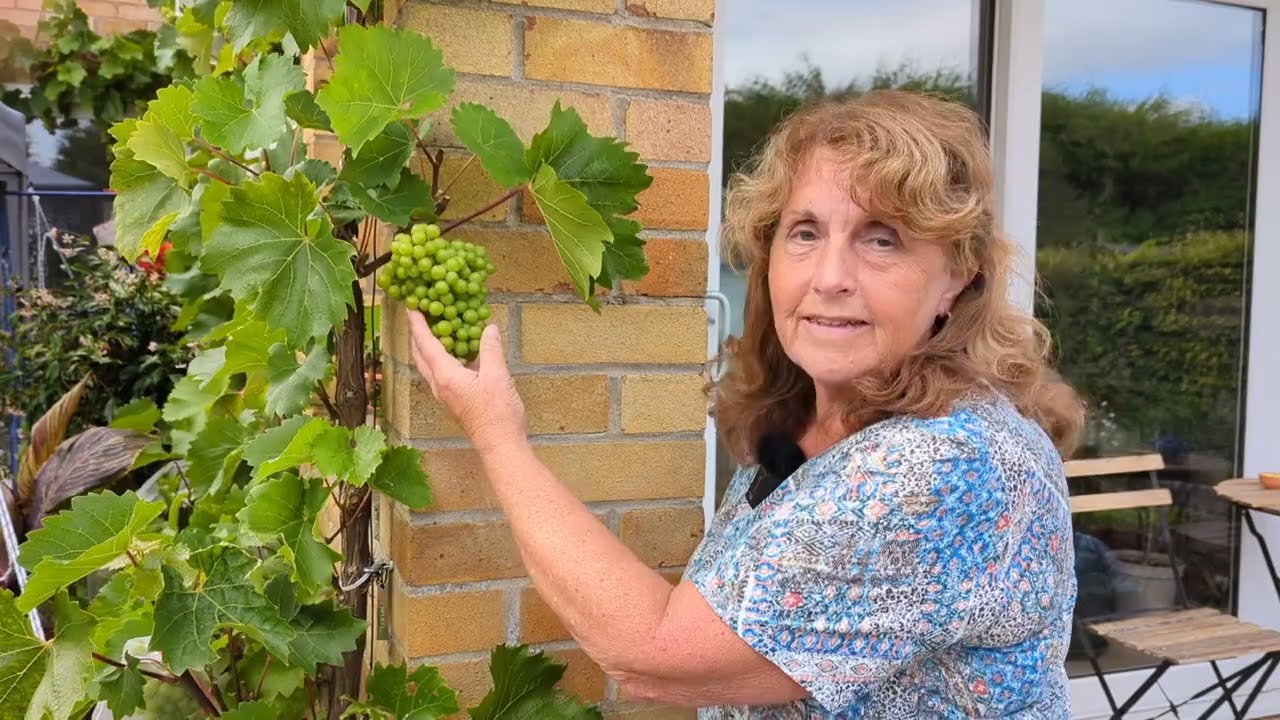 How to Thin Grape Bunches for Bigger, Healthier Grapes | Vineyard & Garden Tips