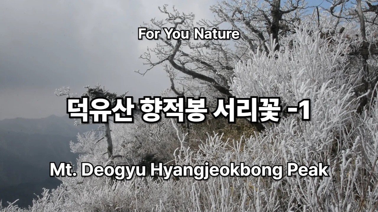 덕유산 향적봉 눈꽃산행 서리꽃   상고대1