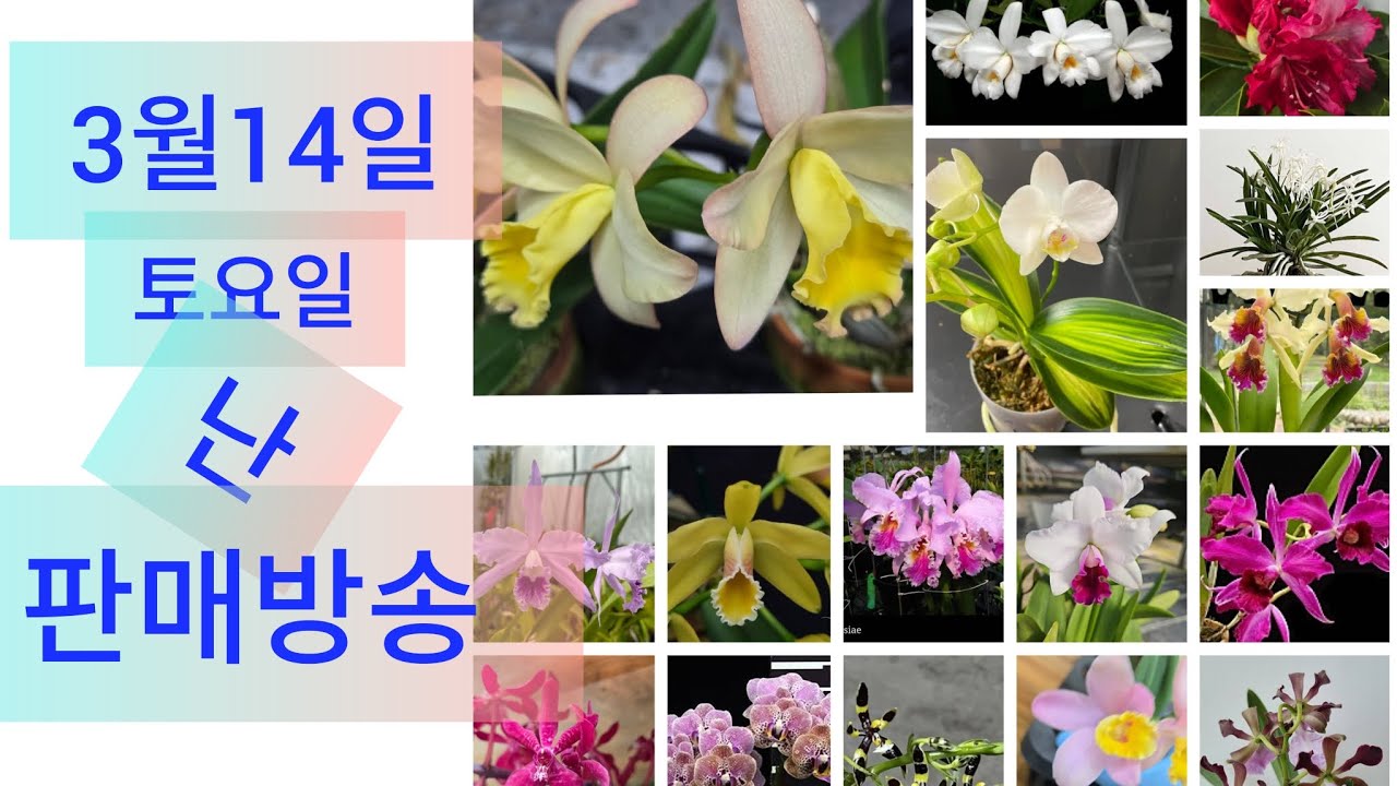 3월14일 난 판매방송  ❤️ 