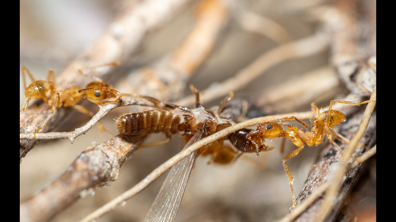 Pheidole morrisii hunting termite alates