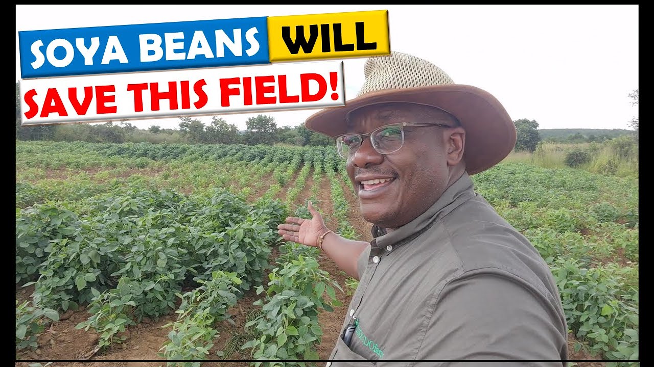Soya Bean Farming in Zambia: How We Use Soya Beans to Revive an Old Field