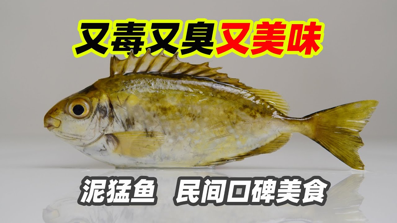 这又臭又毒的泥猛鱼，口碑却好的很，吃它的季节到啦