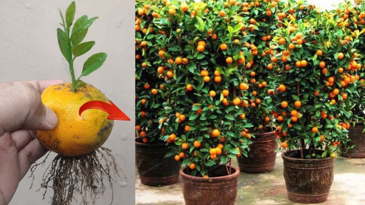 Best Skills How to grow Orange tree from orange fruit in pots