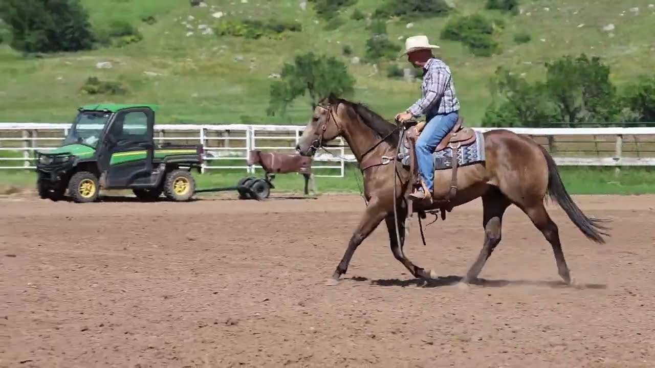 SHEZGOT COWBOY PERKS | 2022 Buckskin Mare | Cowboys Cartel x Shez Got World Perks (World Speed)