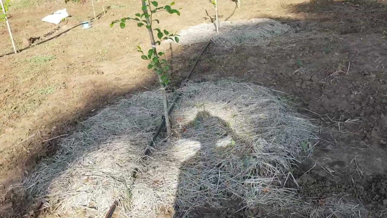 การดูแลพุทราแดงอินเดีย หลังลงปลูกครบ 1 เดือน