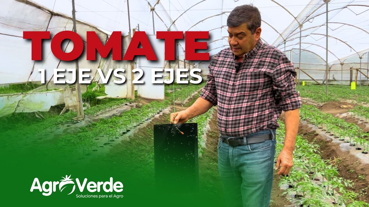🍅 ¿Tomate con un eje o dos ejes? ¿Cuál es la mejor opción? 🌱🔍