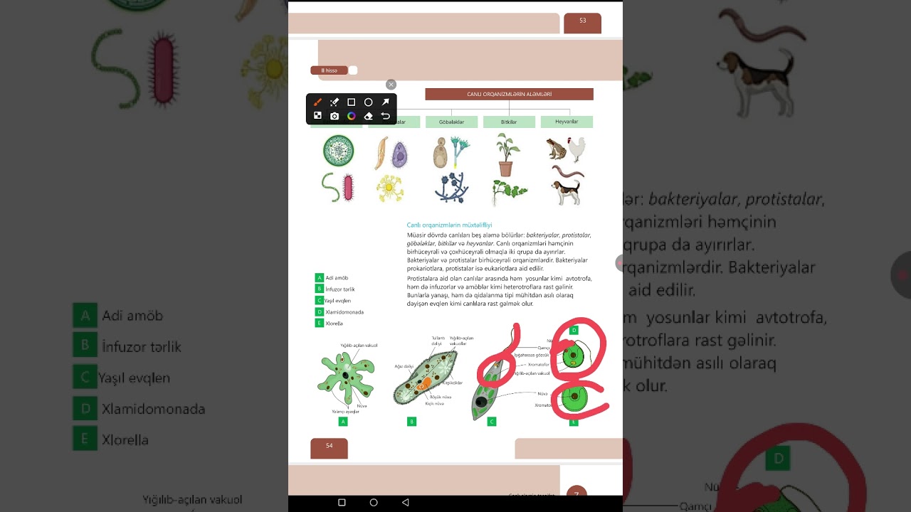 Canlı aləmin təsnifatı. 8- ci sinif yeni dərslik