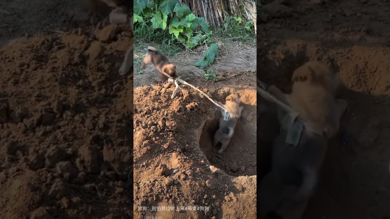 Puppy Helps Puppy #PuppyHelpsPuppy#PuppyLove#PuppyFriendship#HelpingPaws#PuppyAssistance