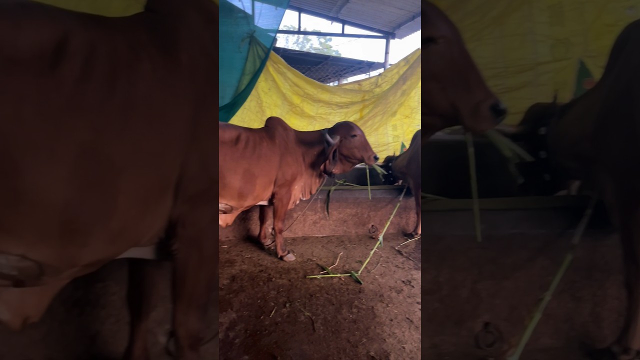 જય દ્વારકાધીશ 🙌 MILKING cows 🐄  