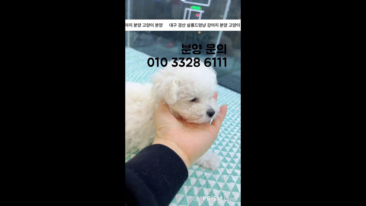 대구 경산. 강아지 분양 ❤️ 고양이 분양💕