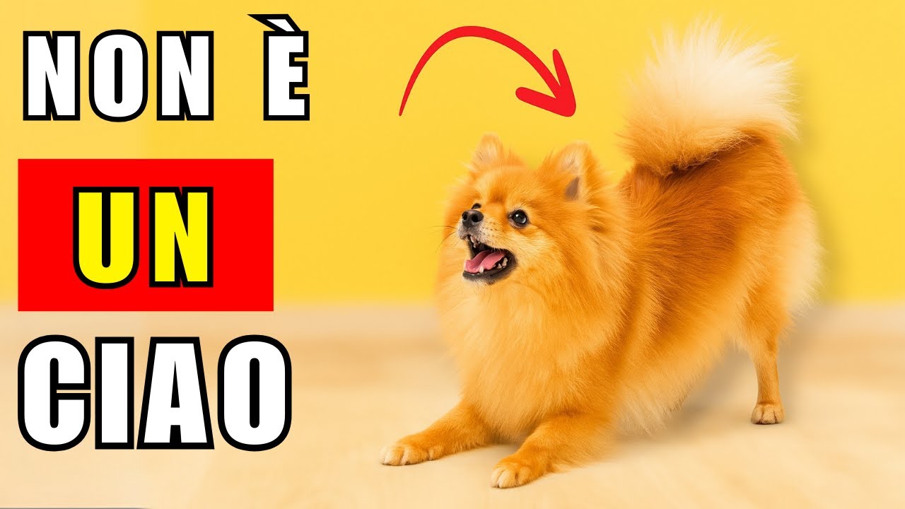 Il Tuo Cane Si Stiracchia Quando Ti Vede? Ecco Cosa Significa Davvero
