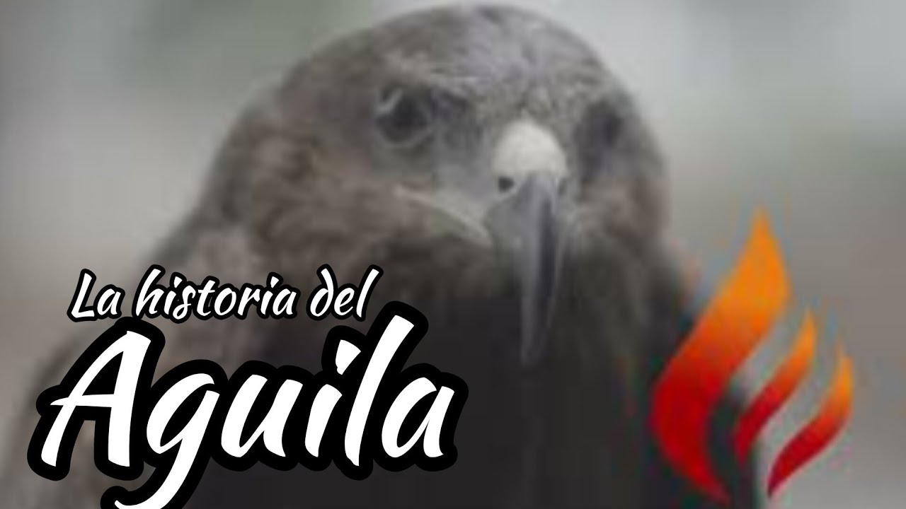 La historia del aguila