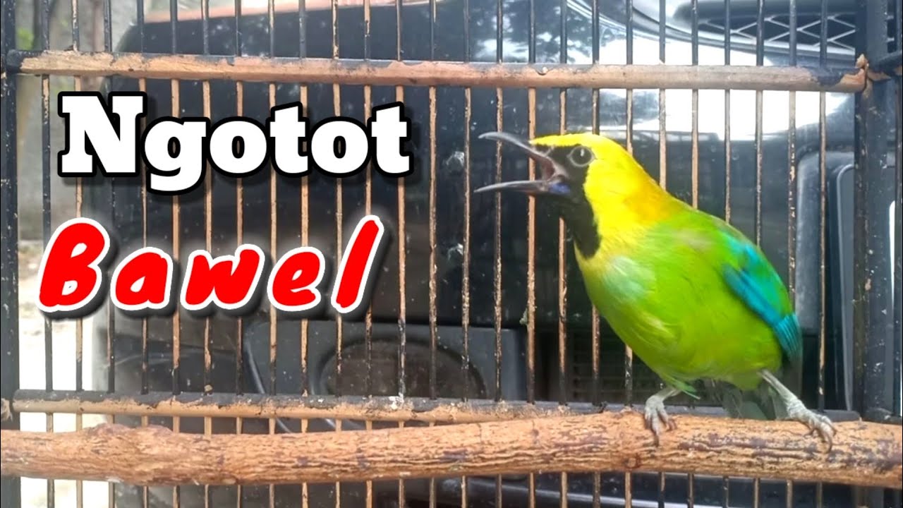 CAK RANTING GACOR || CUCAK RANTING GACOR _ PANCINGAN CUCAK RANTING